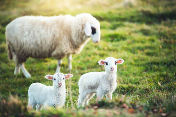 familia de ovejas en el pasto - livestock rural scene newborn animal ewe fotografías e imágenes de stock