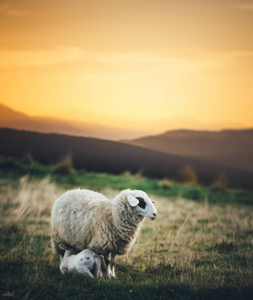 ovejas la familia - livestock rural scene newborn animal ewe fotografías e imágenes de stock