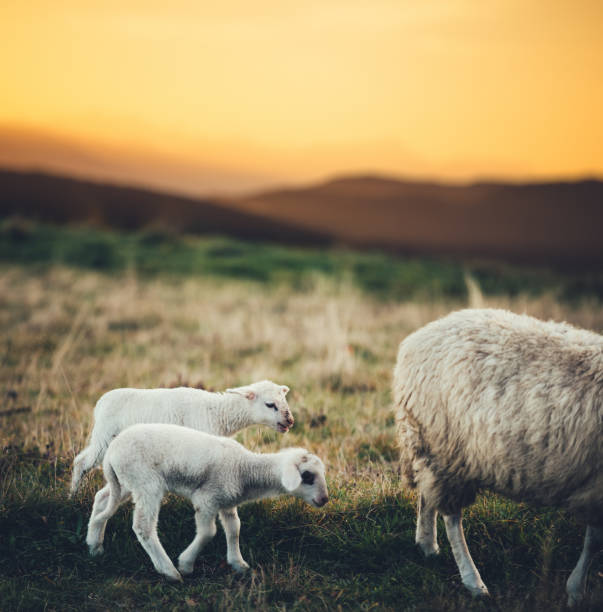 familia de ovejas en el pasto - livestock rural scene newborn animal ewe fotografías e imágenes de stock