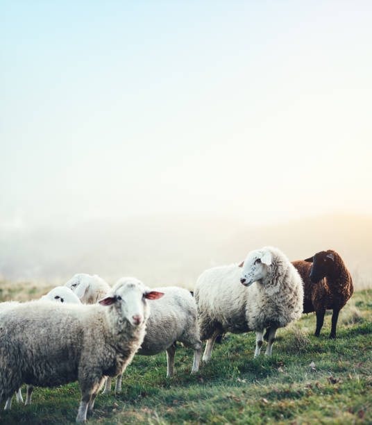 istock Flock Of Sheep On A Pasture 959093428