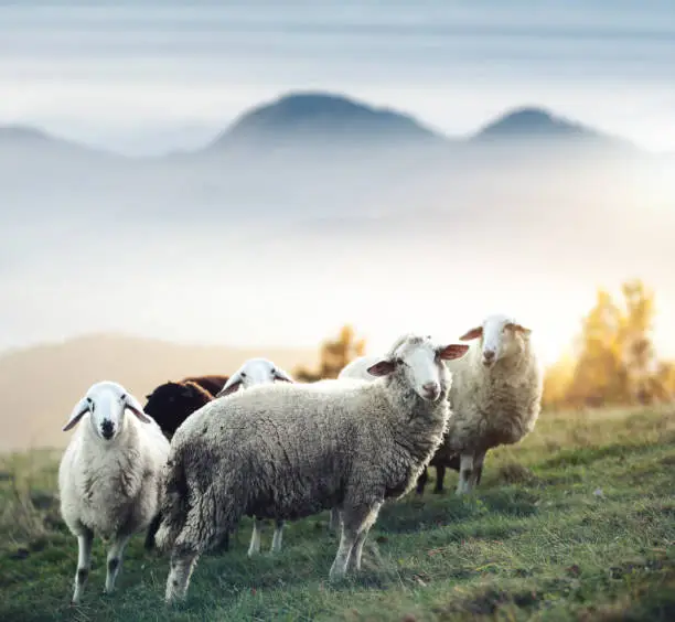 Flock of sheep on a mountain pasture. Animals in natural environment.