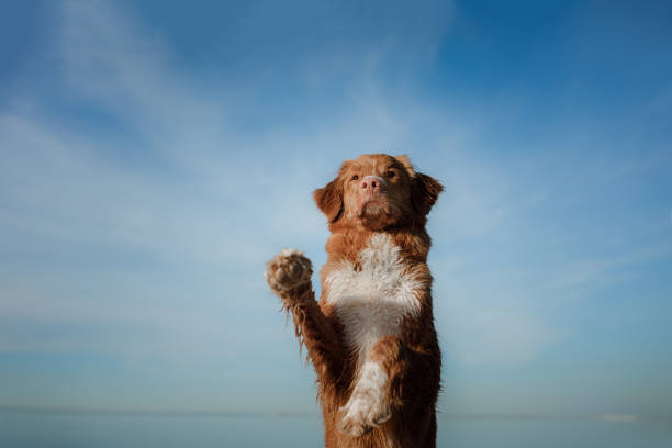 istock Funny red dog on the beach. Pet on vacation 959093608