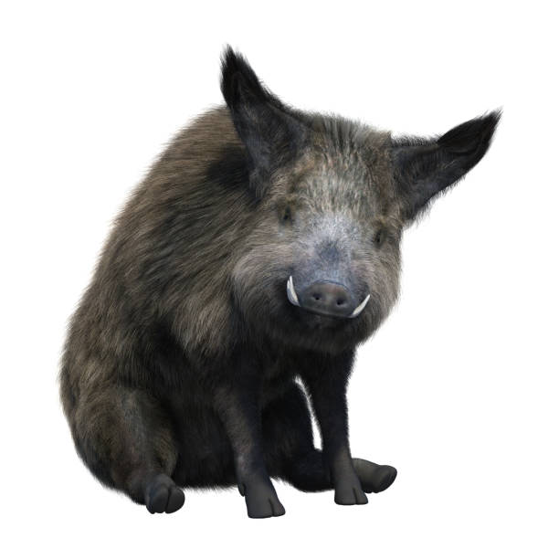 3D illustration wild boar on white 3D rendering of a wild boar isolated on white background warthog stock pictures, royalty-free photos & images