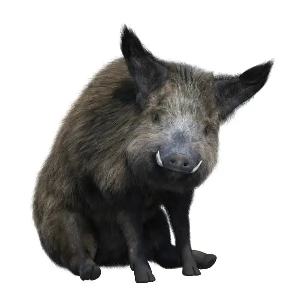 3D rendering of a wild boar isolated on white background