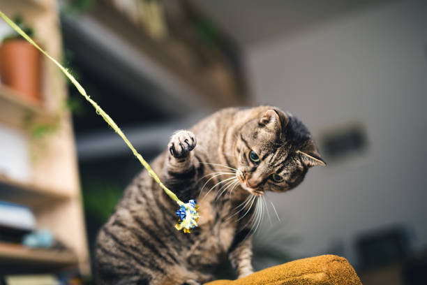 Playful Cat Tabby cat playing with cat toy in an apartment. female animal photos stock pictures, royalty-free photos & images