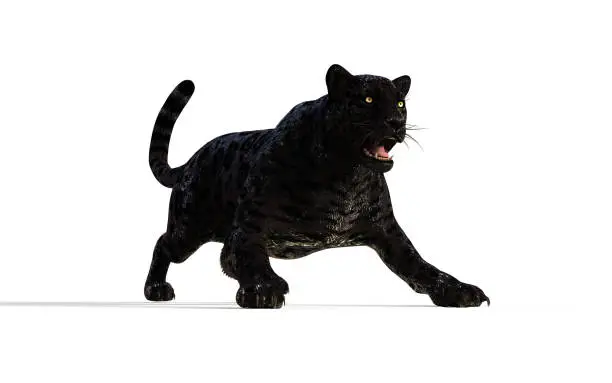 Photo of Black Panther Isolate on White Background with Clipping Path