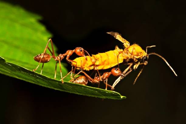 2 개미 녹색 잎의 끝에 그들의 음식을 들고. - teamwork ant cooperation challenge 뉴스 사진 이미지