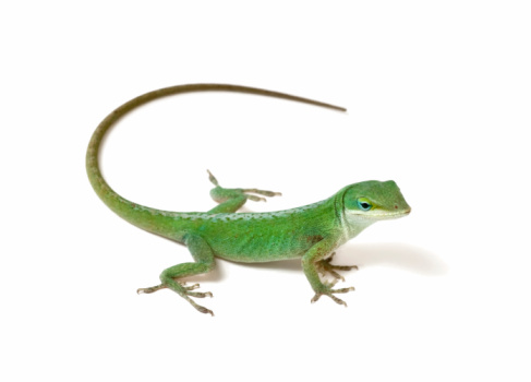 Green anole on white background