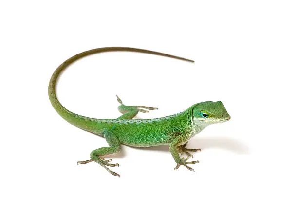 Photo of Green anole on white background