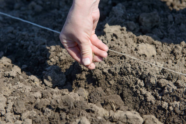 istock A hand with carrot seeds sows to the ground 959098864