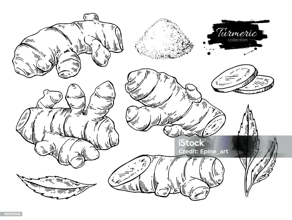 Turmeric root vector hand drawn illustration.  Curcuma, powder Turmeric root vector hand drawn illustration.  Curcuma, powder, leaf and sliced pieces drawing. Engraved style flavor. Herbal spice sketch. Detox food ingredient. Turmeric stock vector