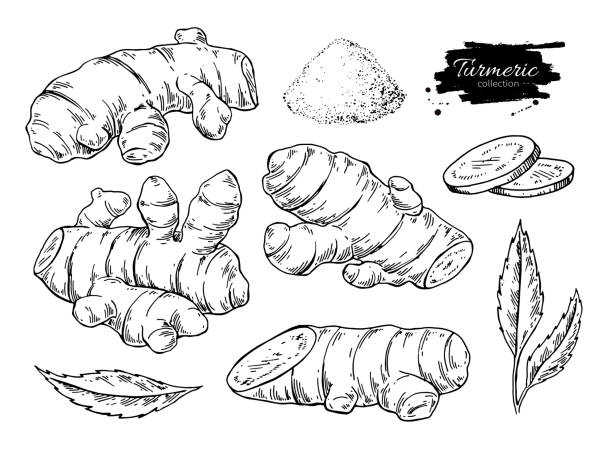 Turmeric root vector hand drawn illustration.  Curcuma, powder Turmeric root vector hand drawn illustration.  Curcuma, powder, leaf and sliced pieces drawing. Engraved style flavor. Herbal spice sketch. Detox food ingredient. ginger ground spice root stock illustrations