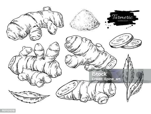 Turmeric Root Vector Hand Drawn Illustration Curcuma Powder Stock Illustration - Download Image Now