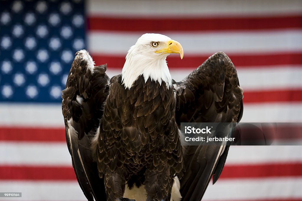 Aquila di mare testabianca davanti alla bandiera degli Stati Uniti - Foto stock royalty-free di Aquila