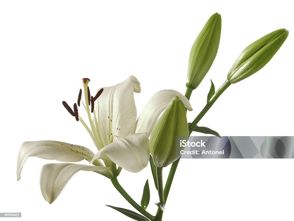 fragment of white lily  Blossom Stock Photo