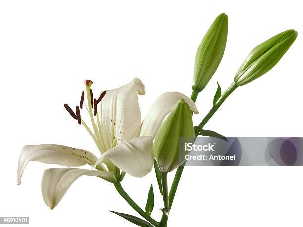 Fragment Of White Lily Stock Photo - Download Image Now - Blossom, Bud, Close-up