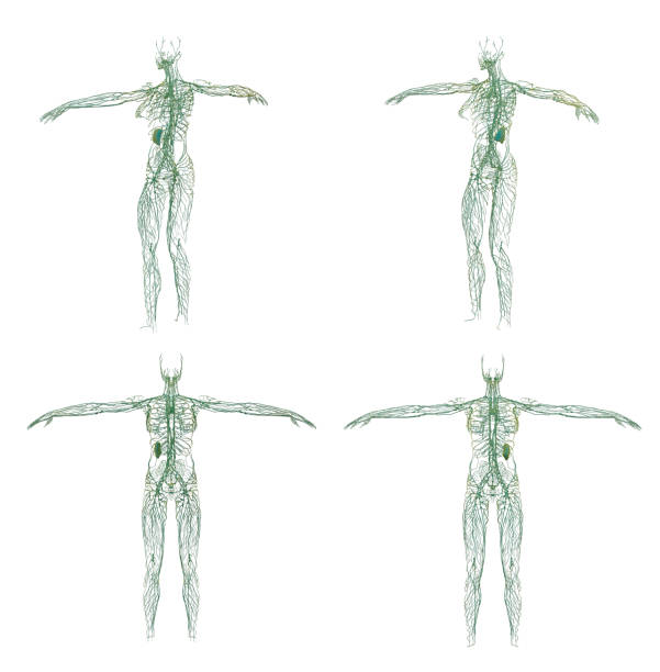1,100+ Lymphatic System Diagram Stock Photos, Pictures & Royalty-Free ...