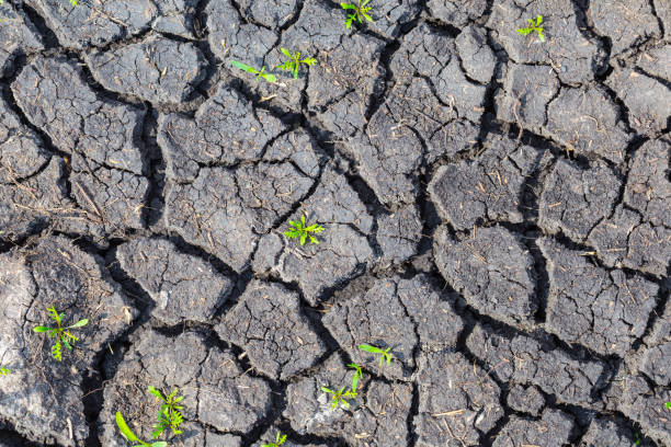 istock closeup dry cracked earth with small grass sprouts 959109212