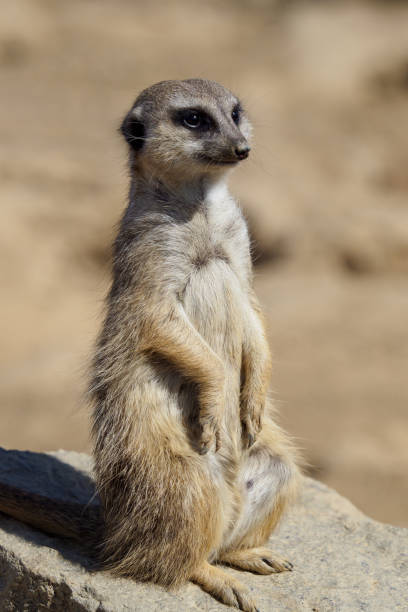 istock Suricata standing on a guard. Curious meerkat (Suricata suricatta). 959110440