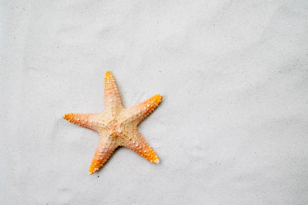 Beach with a lot of starfish