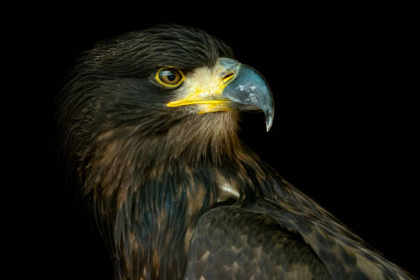istock Portrait of sea eagle (Haliaeetus albicilla) on black background 959110616