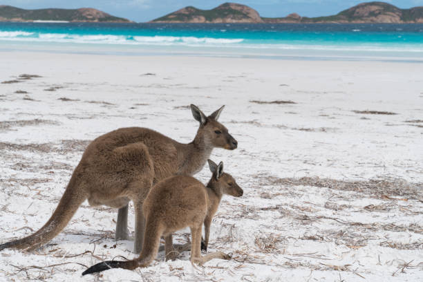 istock Cape Le Grand National Park, Western Australia 959111070