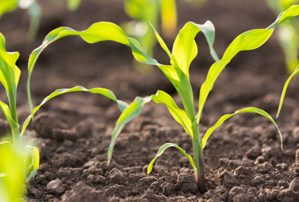istock Plant of young green corn at field 959114280