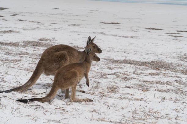 istock Cape Le Grand National Park, Western Australia 959114384