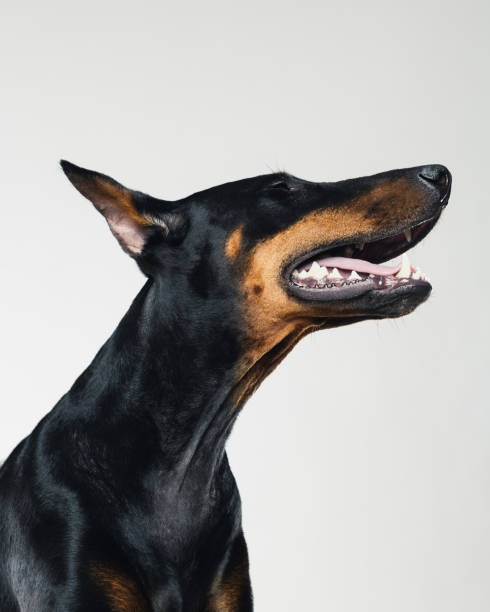 istock Dobermann dog laughing portrait 959114618