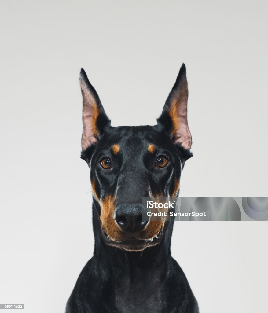 Dobermann dog portrait looking at camera Portrait of cute dobermann dog posing with serene expression. Vertical portrait of black dog looking to the camera against gray background. Studio photography from a DSLR camera. Sharp focus on eyes. Dog Stock Photo