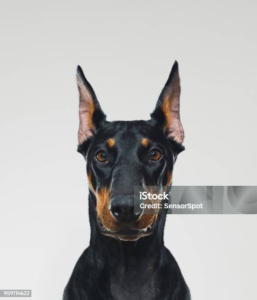 Dobermann Dog Portrait Looking At Camera Stock Photo - Download Image Now - Dog, Doberman Pinscher, Guard Dog