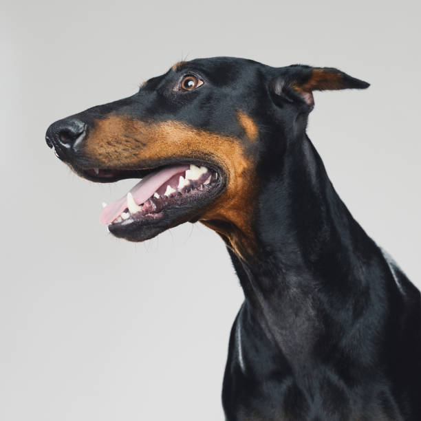 istock Dobermann dog portrait profile 959114702