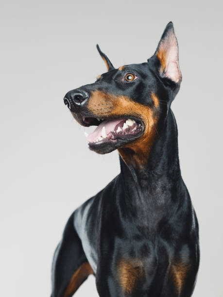 istock Dobermann dog portrait standing 959114754
