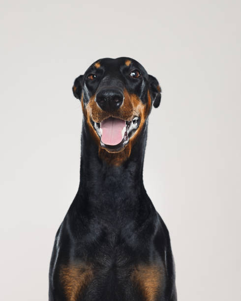 istock Dobermann dog portrait with human ironic expression 959114774