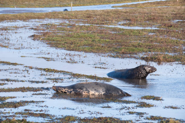 istock Grey seals at Donna Nook, UK 959115266