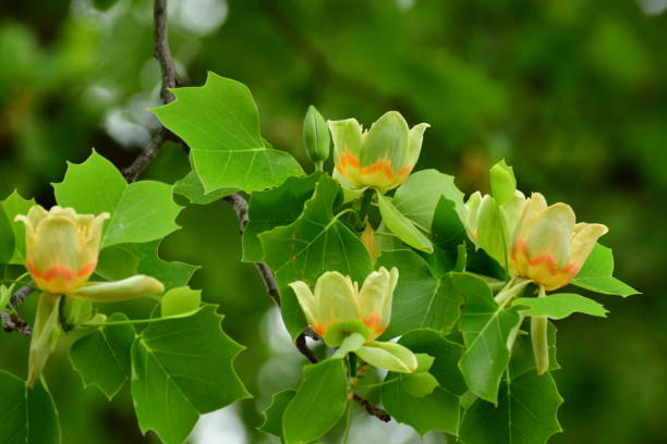istock Tulip Tree / Liriodendron tulipifera 959115952