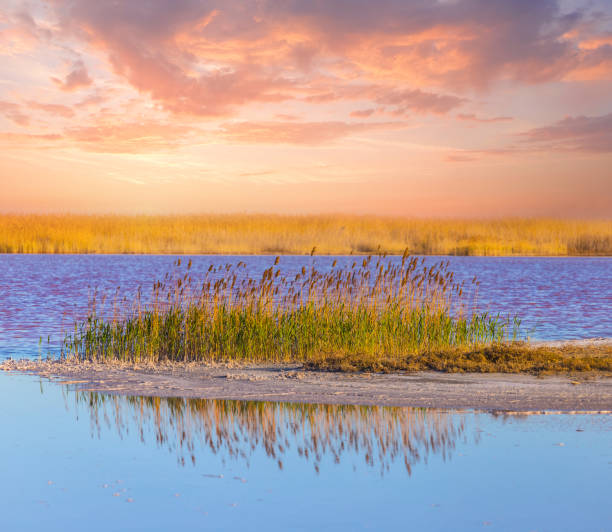 istock small island with a reed in a lake 959118692