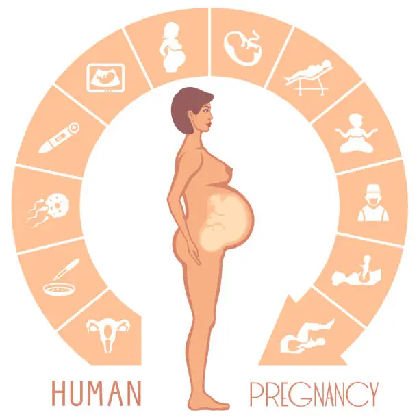 Vector illustration of Human Pregnancy