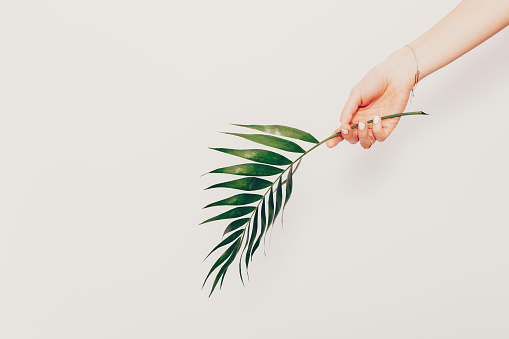 Elegant composition of female hand holding palm leaf top-down on white background