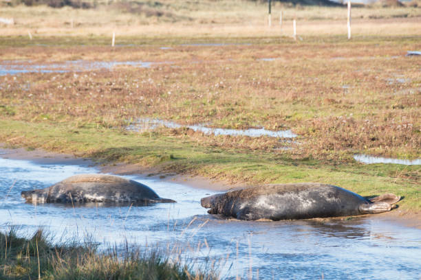 istock Grey seals at Donna Nook, UK 959123672