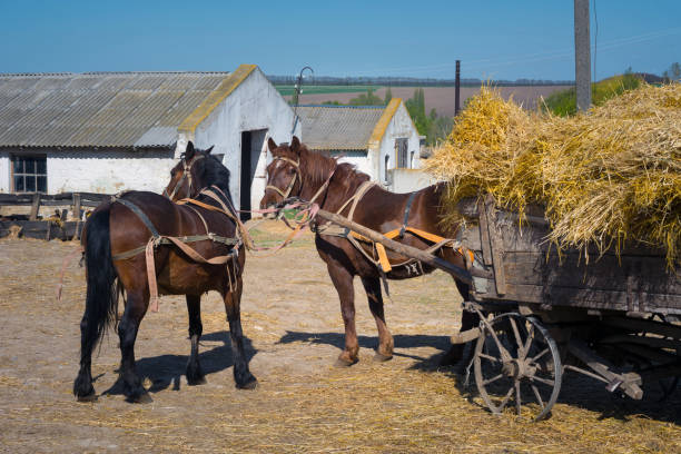 Gap, USA - November 11, 2023. An Amish boy plowing cornfield, Lancaster County, Pennsylvania, USA