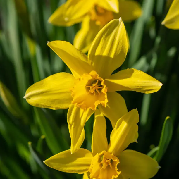 large flowers of yellow daffodils against green grass and leaves, close-up, side view