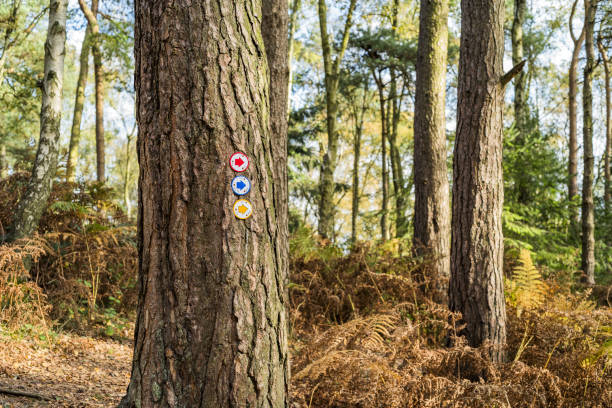 istock forest trail deciduous and conifer trees woodland sunshine walking hiking 959127912
