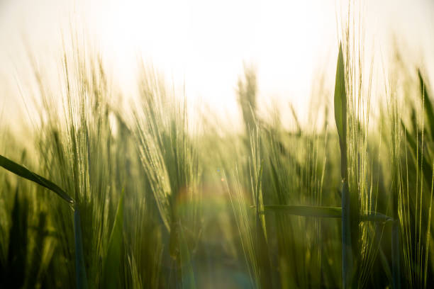 zachód słońca i trawa – zdjęcie