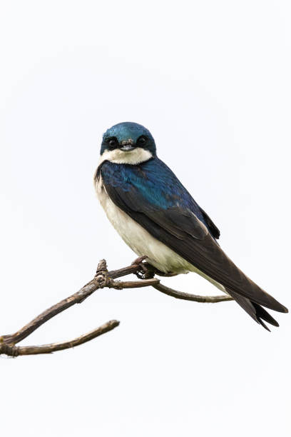 istock Cute Swallow Bird looking at the camera 959129444
