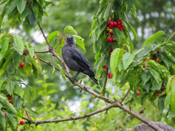 istock Jackdaw, Corvus monedula, and cherry tree with red fruit. 959129884