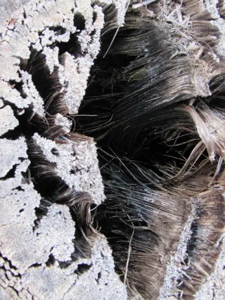 close up shot of dead tree