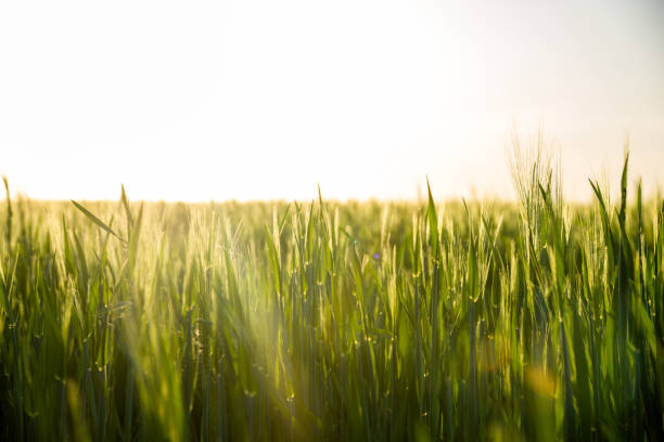 sunset and grass stock photo