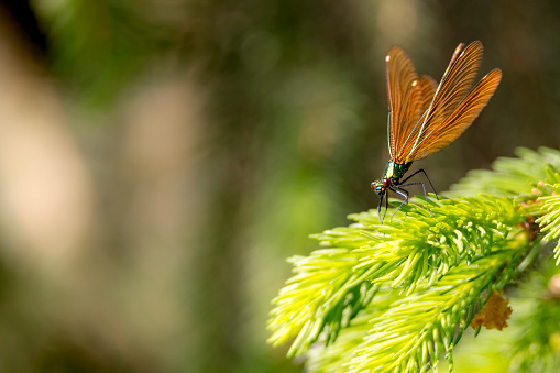 Bronze dragonfly sits on a fir branch against a blurred brown background with text space