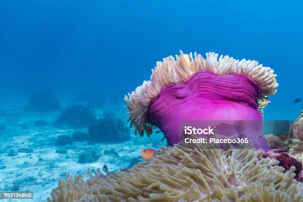 Underwater Image Of Magnificent Sea Anemone Aka Ritteri Anemone On Coral Reef Stock Photo - Download Image Now